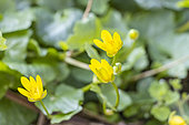 Ranunculus ficaria verna, flowers