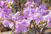 Rhododendron 'Praecox', flowers