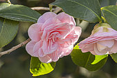 Camellia of Japan 'Ave Maria', Camellia japonica 'Ave Maria', (USA) 1955, flowers