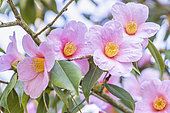 Camellia saluenensis 'First Flush', flowers