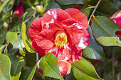 Camellia japonica 'Madame Picouline', flower