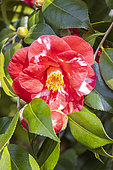Camellia japonica 'Madame Picouline', flower