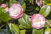 Camellia japonica 'Little Bo Peep', fleurs