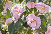Camellia japonica 'Fleur Dipater', flowers