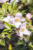 Camellia 'Festival of Lights', flowers