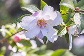 Camellia 'Festival of Lights', flowers