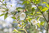 Camellia transnokoensis, flowers