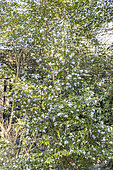 Camellia transnokoensis, in bloom