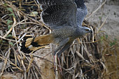 Crane hawk (Geranospiza caerulescens) just taken off in the Pantanal, Brazil