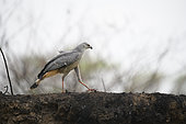 Crane hawk (Geranospiza caerulescens) walking on the riverbank in Pantanal, Brazil
