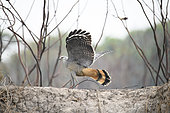 Crane hawk (Geranospiza caerulescens) on the ground with open wings in the Pantanal, Brazil