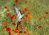 cuckoo (Cuculus canorus) in flight, England