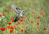 cuckoo (Cuculus canorus) landing on a post, England