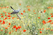 cuckoo (Cuculus canorus) perched on a fence post amongst flowers, England