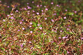 Herb Robert (Geranium robertianum) flowers, France