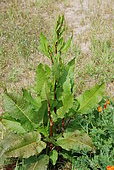Garden sorrel (Rumex acetosa), France