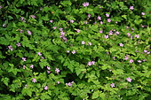 Herb Robert (Geranium robertianum) flowers, France