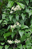 Old Man Beard (Clematis vitalba) in bloom, France