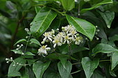 Old Man Beard (Clematis vitalba) in bloom, France