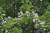 Old Man Beard (Clematis vitalba) in bloom, France
