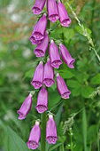 Foxglove (Digitalis purpurea) flowers, France