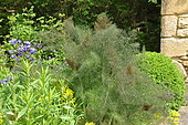 Bronze fennel (Foeniculum vulgare 'purpureum') in a flower bed, France