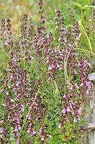 Germander (Teucrium chamaedrys) flowers, France