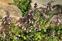 Germander (Teucrium chamaedrys) flowers, France