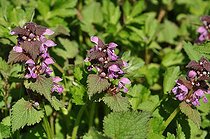 Red Dead-nettle (Lamium purpureum), flowers, France