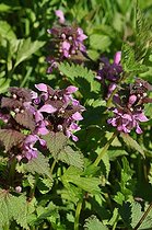 Red Dead-nettle (Lamium purpureum), flowers, France