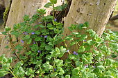 Ground ivy (Glechoma hederacea), flowers, France