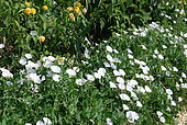 Field Bindweed (Convolvulus arvensis) flowers, France