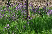 Crops honesty (Lunaria annua) flowers, France