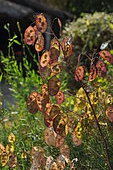 Crops honesty (Lunaria annua) seeds, France