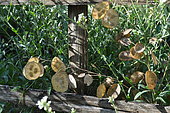 Crops honesty (Lunaria annua) seeds, France