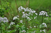 Perennial Honesty (Lunaria rediviva) flowers, France