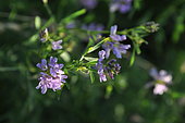 Cultivated alfalfa (Medicago sativa) flowers, France