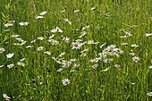 Oxeyedaisy (Leucanthemum vulgare) flowers, France