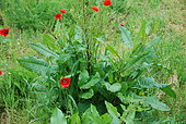 Sorrel (Rumex acetosa) and poppies (Papaver rhoeas), France