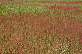 Red sorrel (Rumex acetosella), France