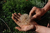 Harvesting meadow salsify (Tragopogon pratensis) seeds, France