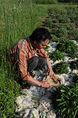 Mulching with sheep fleece, France