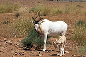 Addax (Addax nasomaculatus) reintroduced in Morocco