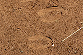 Footprint of Addax (Addax nasomaculatus) reintroduced in Morocco