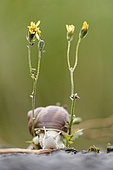 Snail (Helis sp) between two flowers, crossing the finish line, Auvergne, France