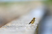 Rock pipit (Anthus petrosus) on the pier wall at Guisseny, Brittany, France