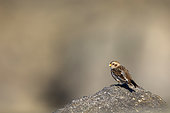 Snow Bunting (Plectrophenax nivalis) overwintering at the seaside at Guisseny, Brittany, France