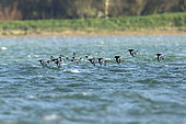 Oystercatcher (Haematopus ostralegus) group in flight over water, Goulven bay, Brittany, France