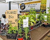 Organic plants of vegetables, herbs and flowers, hyssop, basil, etc, Sarthe, France
