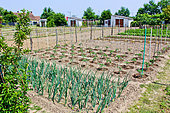 Allotment gardens with shelters, first onions and tomatoes, Allonnes, Sarthe, France